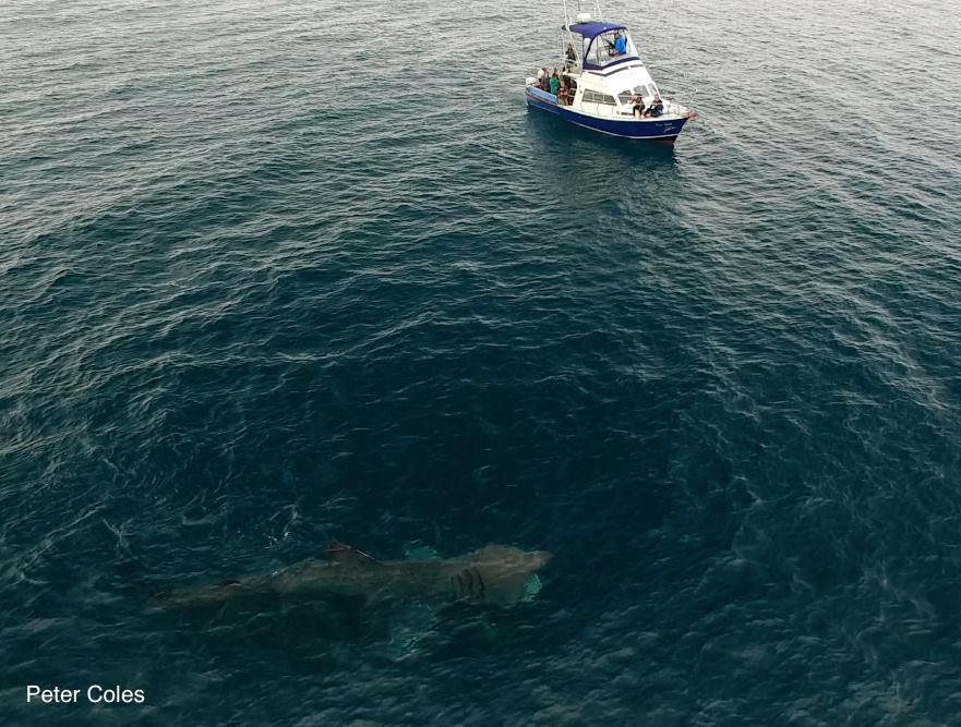 Basking Sharks are UP now !!  For bookings email: info@akwildlifecruises.co.uk @VisitingKernow @VisitFalmouth