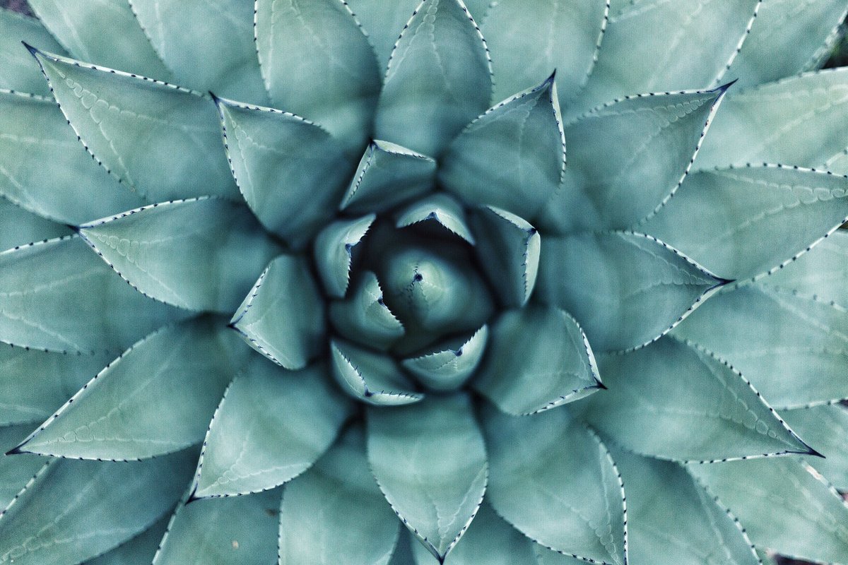LuchaTequila's tweet photo. High resolution blue weber agave is our favorite kind of agave 📷👌 https://t.co/cdneJHzBVR