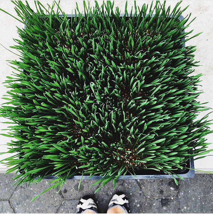 vive_organic's tweet photo. Our Vibrant Wellbeing shot contains wheatgrass, a powerful antioxidant that alkalizes the body! #viveup https://t.co/vnFTYRjYxm