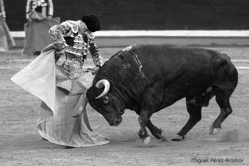 miguelmipereza's tweet photo. Ganas que llegue mañana para volver a ver a @urdialesweb ante toros de Fuente Ymbro.
Fotos @miguelmipereza https://t.co/BYddYRr89E