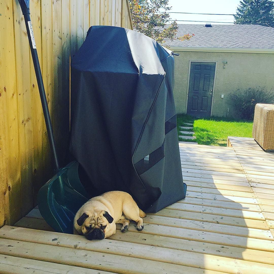 dogsofinsta's tweet photo. Is it #bbq #season yet?! #dropaweiner #likeitshot #daydream #suntan #dog #dogs #gomerthepug #pug #pugs #pugstagram … https://t.co/IY04oBUKbd