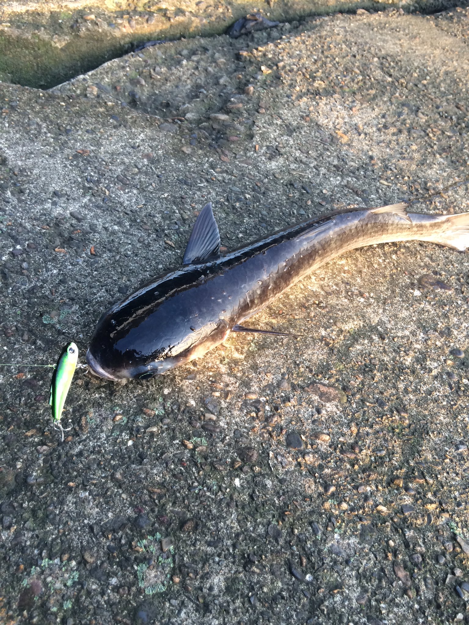 こーへい 城ドラ シーバスじゃないけどボラ釣れた ルアーで釣れたの初めてだからなんでも嬉しいわ たぶん40cmくらい わたしの靴が28 5cm T Co Xmwtabqs85 Twitter