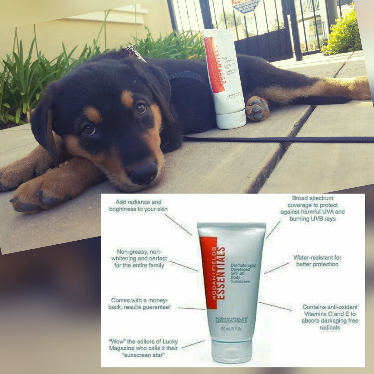 abajalamyrf's tweet photo. |[ ROTTS OF SUNSCREEN ]| #XxoEnzo #BestSunblock #SPF30 #RFEssentials #RottieShep https://t.co/T9m8LGOCD4 https://t.co/6odlc4Fd7y