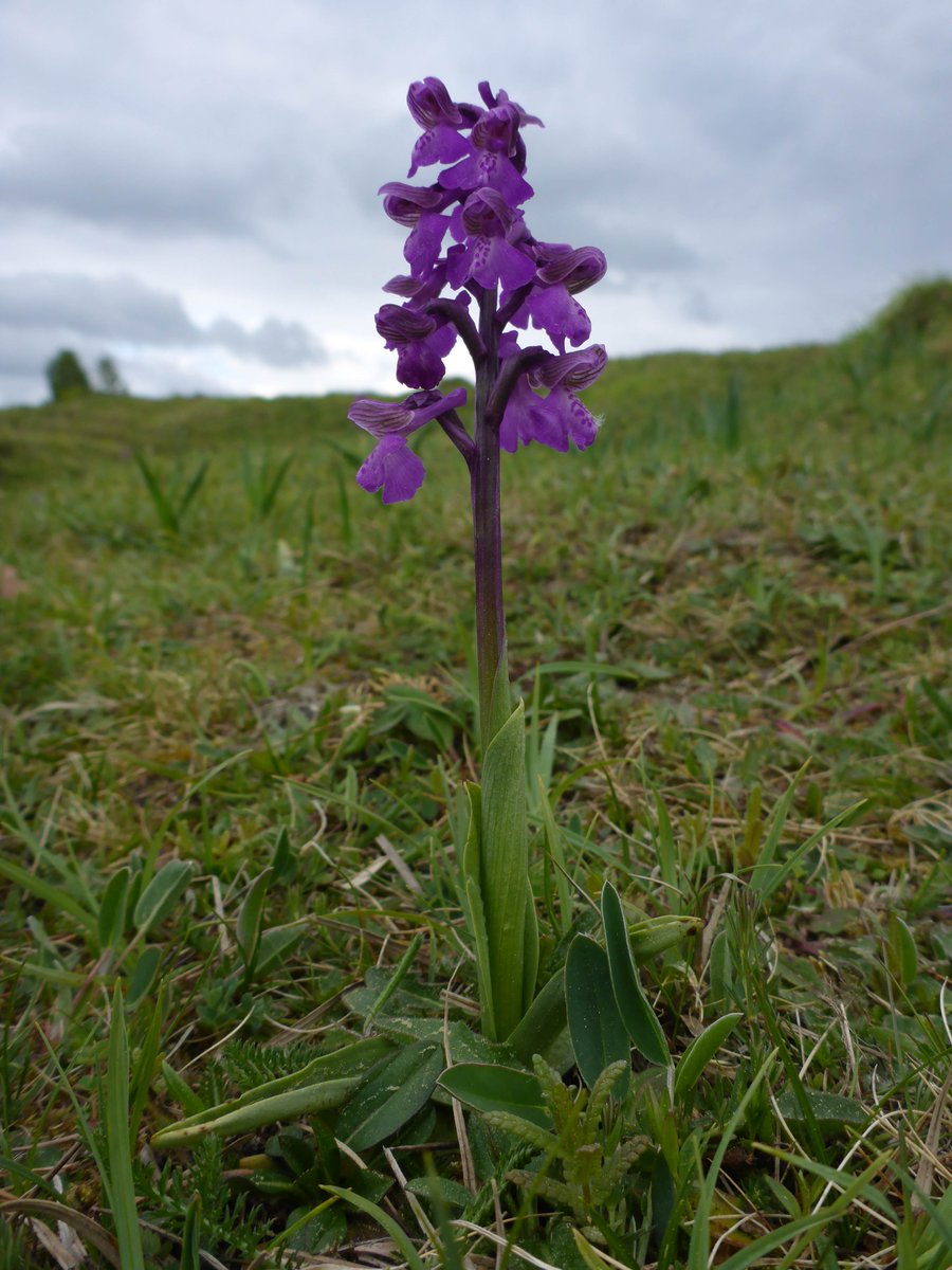 DoktorZorn's tweet photo. #Schlangenberg, #Aachen, #NRW, #Germany; #Orchis_morio. https://t.co/S7EsyVMW5k