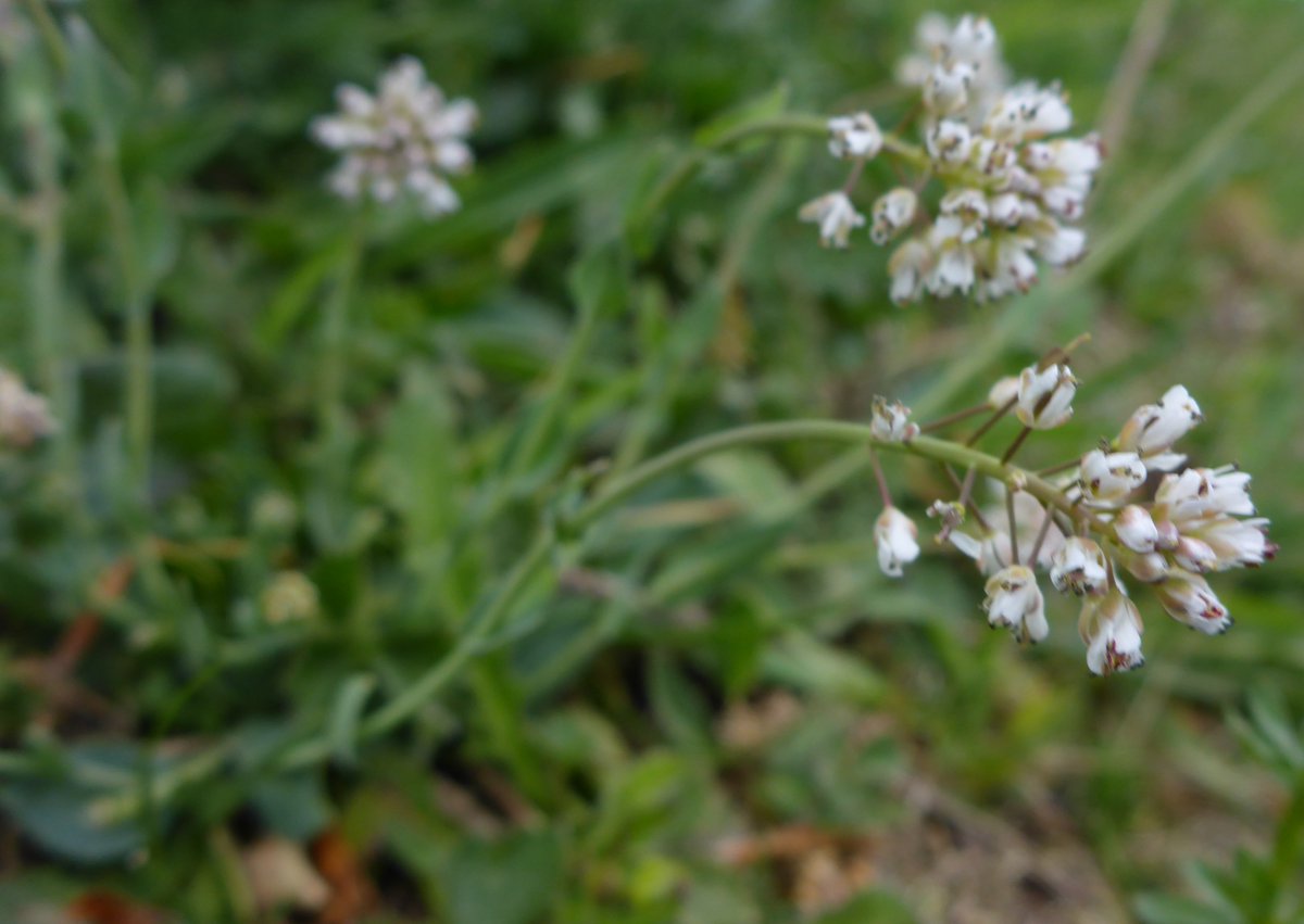 DoktorZorn's tweet photo. #Schlangenberg, #Aachen, #NRW, #Germany; #metallophytes... https://t.co/Ih1B3mRtun