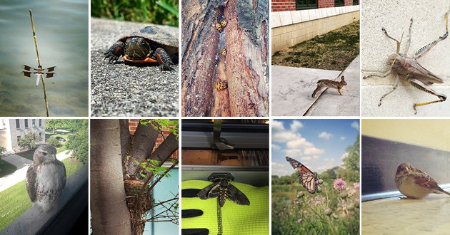 AnimalOSU's tweet image. Nice article about BioPresence #AnimalOSU @ASCatOSU artsandsciences.osu.edu/ascent-magazin…