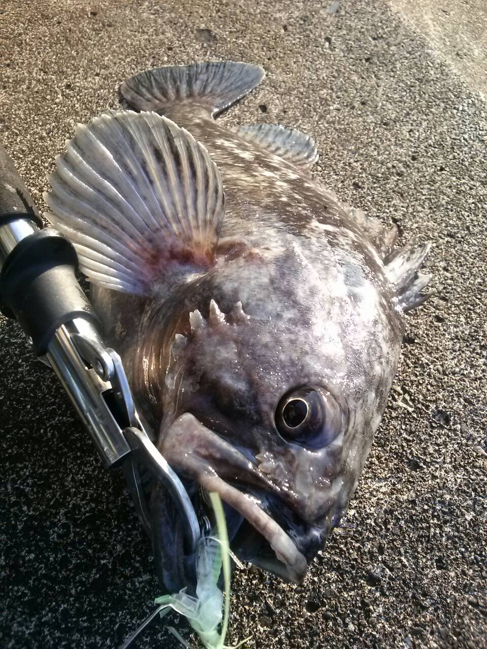 ぼう太郎 朝マズメ 5時 5時50分 昨日作ったストロールアー で釣行 クロソイの40cm 1 225 を釣ることができました 他にも27cmほどのメバルとムラソイがhit ストローエビは 釣れますよ T Co Rxhm5v6oos Twitter