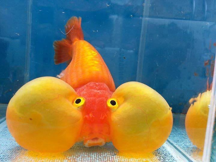 Son anda balık olmaya karar vermiş 😜
(ince)