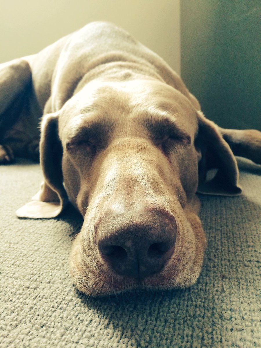 AlfieStudioDog's tweet photo. Hey @AmazonUK I caved and got Prime as you were so relentlessly needy about it. Am I face of #AmazonPets ? https://t.co/rfV2jWQljk