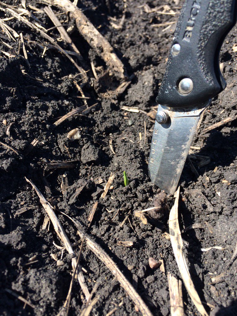 dancfarmer's tweet image. First one out of the plot!  New #channel 199-72 not too far behind 209-53. #plot16. #earlybirdgetstheworm