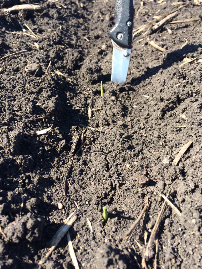 dancfarmer's tweet image. First one out of the plot!  New #channel 199-72 not too far behind 209-53. #plot16. #earlybirdgetstheworm