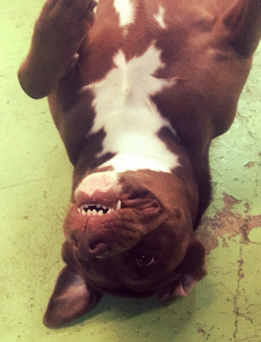 kitzeebo's tweet photo. silly silly babygirl, Mia❤️ https://t.co/V24Hj2bNkS