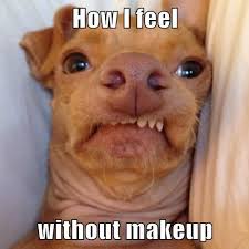 dogipack's tweet photo. LOL! #dogipack #dogsofinstagram #adoptdontshop #rescuedogs https://t.co/UFycUVq23O