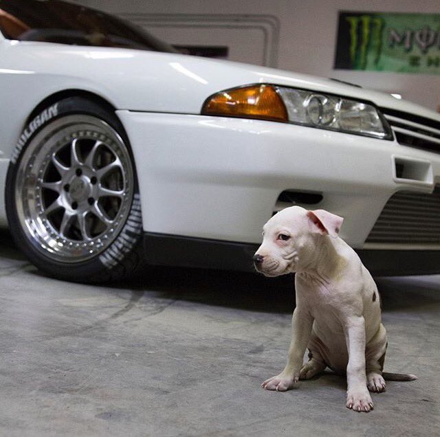 SeDUCKtive_BRUK's tweet photo. GTR spec #Skyline #puppylove #crookslife https://t.co/bi3WiWqa9D