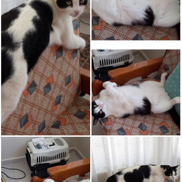 T.C İbrahim Moray tweet media