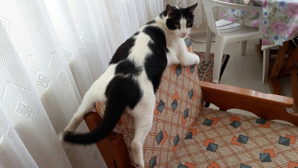 T.C İbrahim Moray tweet media