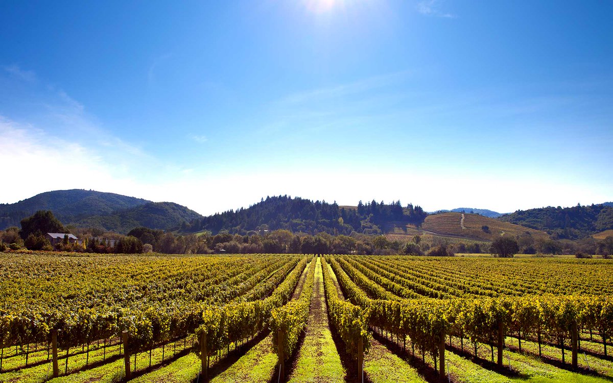 Scribe Winery tweet media