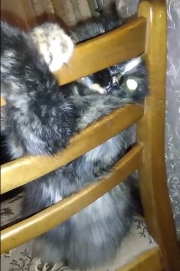 AriKuilvap's tweet photo. #cat This is just my little monster😺 https://t.co/j3OBKtxGJg
