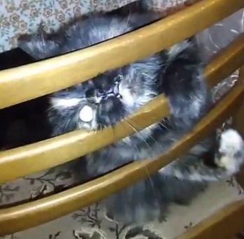 AriKuilvap's tweet photo. #cat This is just my little monster😺 https://t.co/j3OBKtxGJg