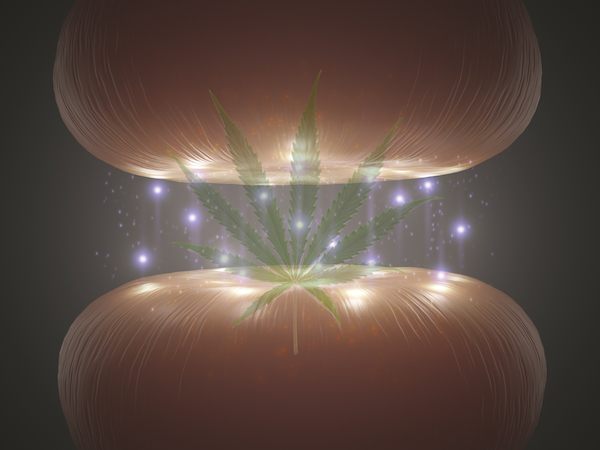 whaxyapp's tweet photo. Understanding Human #Cannabinoid Receptors: Why #Cannabis Affects Us -https://t.co/IqdqOXVXQO #mustread #science https://t.co/KUlCqikWRr