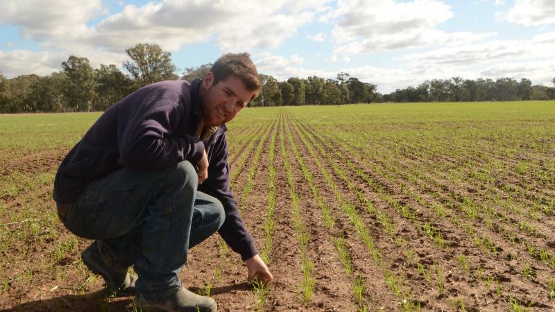 thelandnews's tweet photo. Cropping phase crucial for sheep enterprise. https://t.co/301fXQhmce #agchatoz #sheep #cropping https://t.co/UJrJf3tNKS