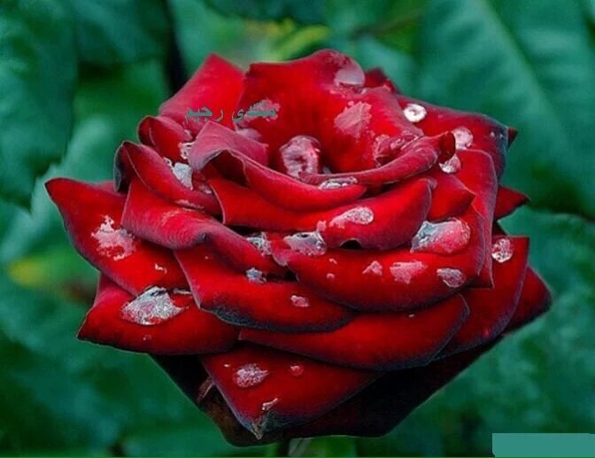 راجية الفردوس (@fatimaaya01) on Twitter photo 