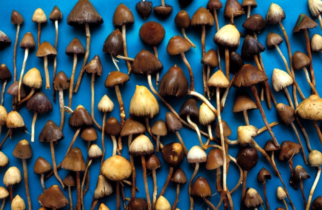 CatchTheBaby's tweet image. Wow. Magic-mushroom drug lifts #depression in first human trial buff.ly/1W1bphN #smallstudy @StefanKertesz