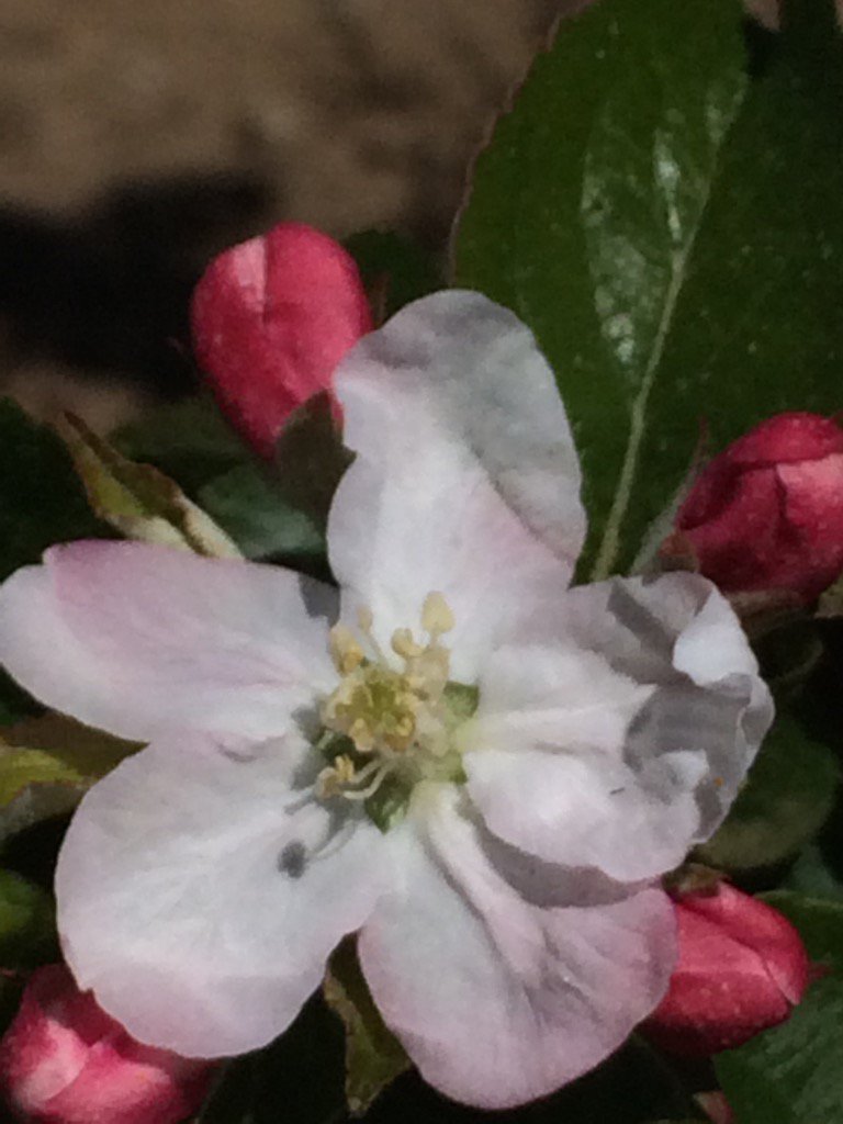 CountyCider's tweet photo. A Frequin Rouge apple blossom. A variety from Normandy, great for Calvados and cider now flourishing in our orchard https://t.co/fvt7f2E7nS