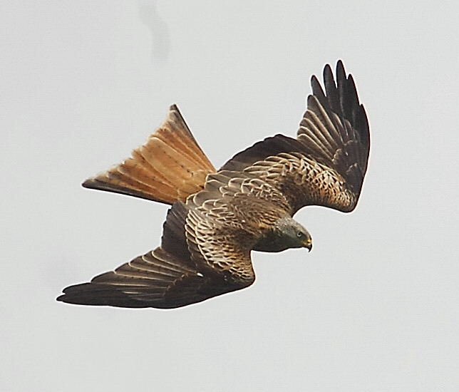 jonoForgham's tweet image. @BirdwatchExtra @ChrisGPackham red kite in Little Hadham, East Herts. #cleansensors!