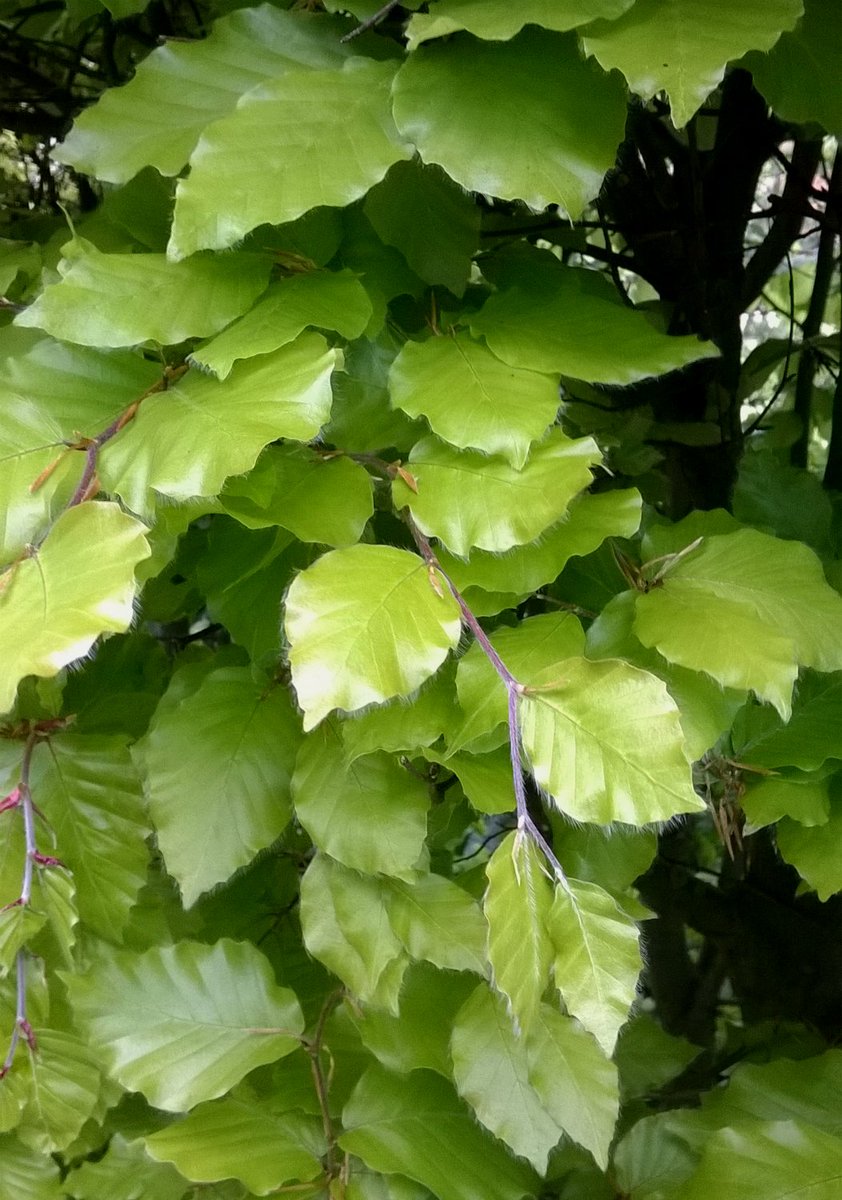 Beech leaves are still emerging, so still time to make beech  liqueur...#wildbooze #foraging facebook.com/wildfeast/phot…