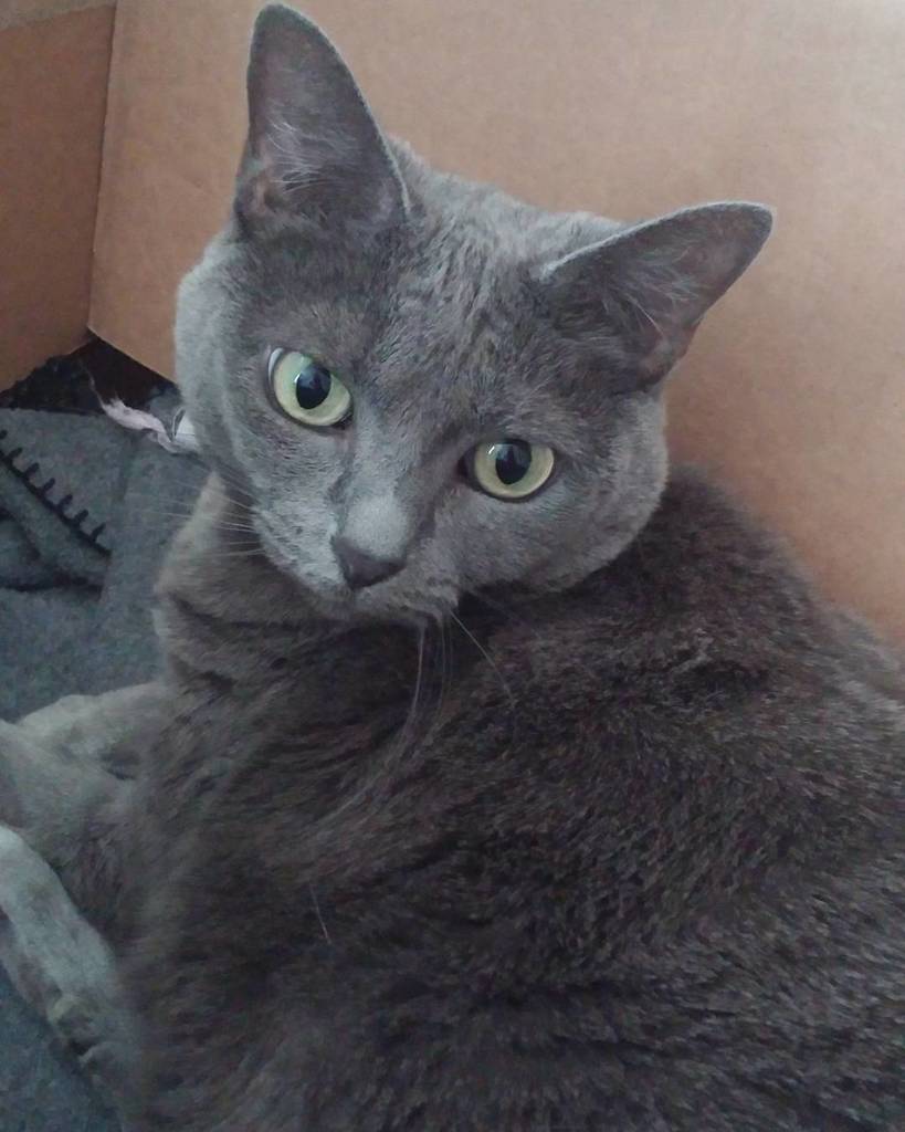 circlingsquare's tweet photo. I definitely fits.
#thecatniptimes #meowbox #catsofinstagram #instagramcats
#scrapcat #instacat #catstagram
#weeklโฆ https://t.co/Bb0YOuKD38