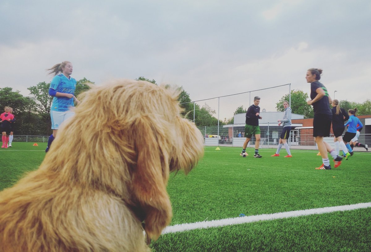 BSCdames1's tweet photo. Gisteren onder leiding van mascotte Pip getraind. Nog een paar te gaan, daarna zomerstop! #bscdames1 #training https://t.co/N1zOJLavEX