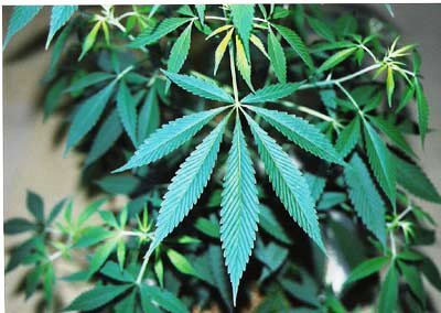 厚生労働省 大麻の見分け方 大麻は成長が早く 大きいものは草丈が３ｍになります 大麻の葉は 細長い柄の先に ３ ９枚 通常は奇数 の小葉が集まって手のひらのような形になっています 葉脈は規則正しくほぼ等間隔に細かく入り はっきりしてい
