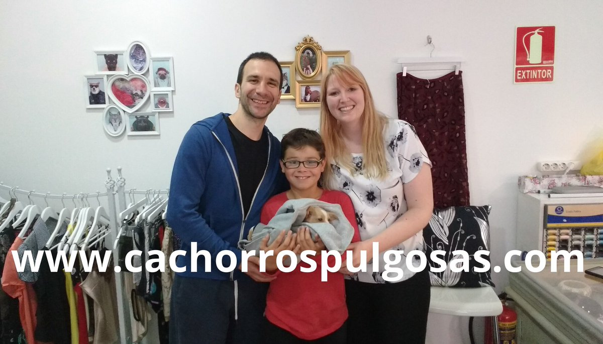 Cachorros Pulgosas tweet media