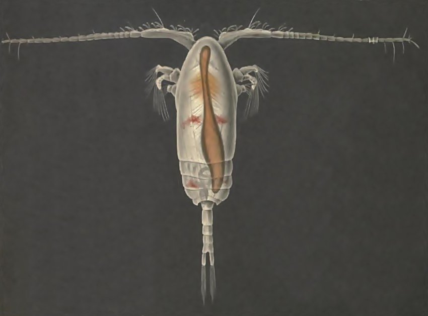 JonMathorne's tweet image. Vandlopper skal sikre os pighvar og tun i køledisken. bit.ly/27y5jcQ #dkvid #innofond