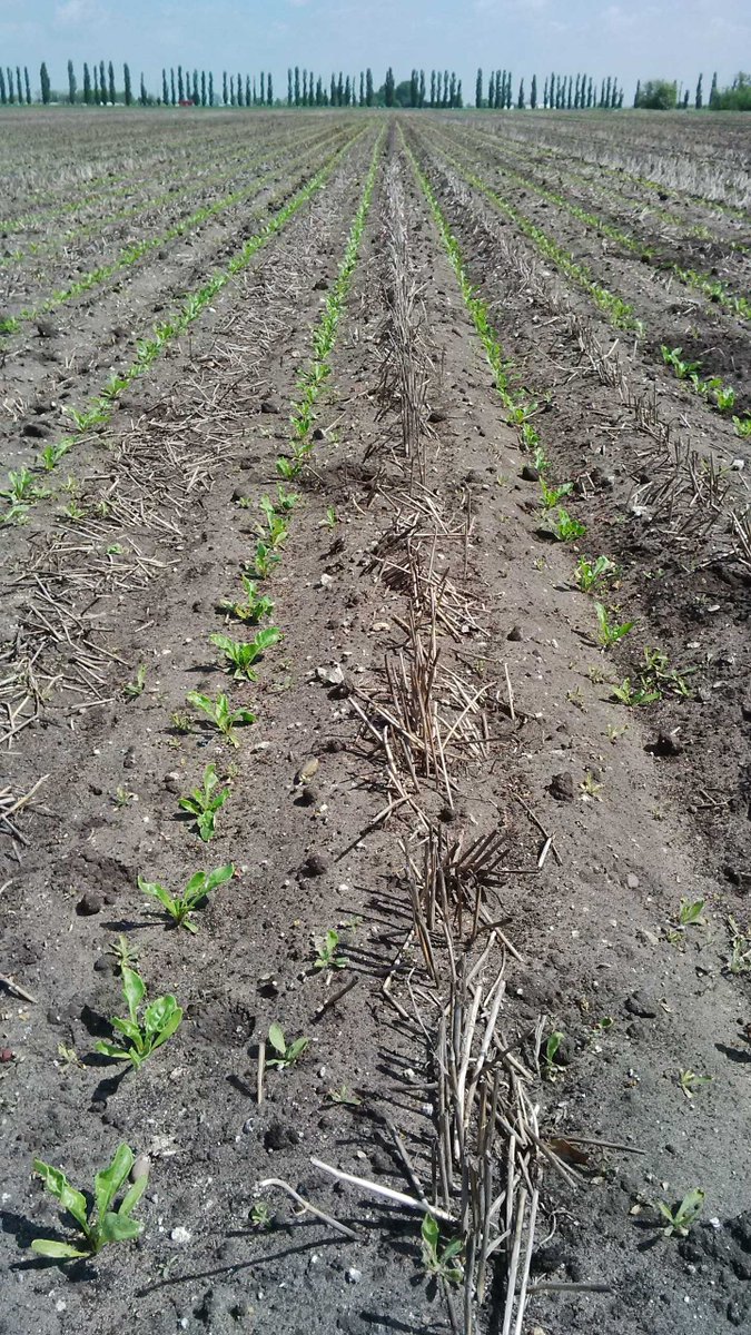 HowsemanAg's tweet photo. Reduced cultivation cost, reduced chemical cost, reduced erosion. #hastoberight get in touch to discuss.. https://t.co/qekS0L55g2
