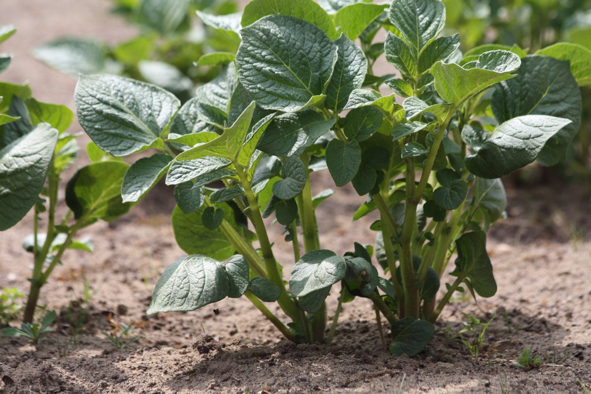 Kijk eens hoe gezond onze aardappelen erbij staan! Met dank aan fa. Jalving Wezup voor het mooie pootmateriaal.