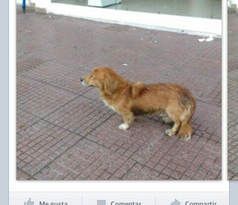 EdithBustamant1's tweet photo. @EdithBustamant1 aún se busca a  Benji es viejito pecho y cejas blancas , se perdió  en Maipu,  Edith 569-98345980 https://t.co/Zu1kVw5INN