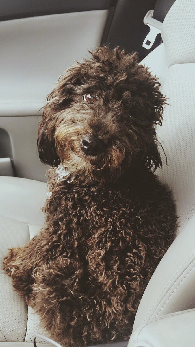 bridget_albaugh's tweet photo. My little guy turned one year old today and boy has he given me the world. My heart belongs to you little man. 🐶 https://t.co/rN3SkNV8hf