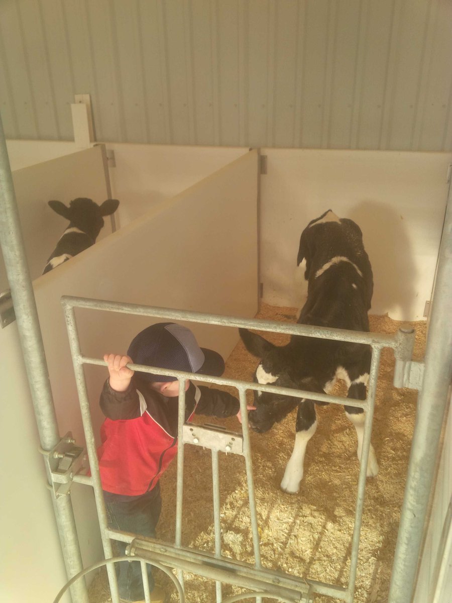 Mark4016's tweet photo. Charlie checking out some calves a few weeks ago @WalkerDairyInc @WalkerFarms1 https://t.co/n5VHrEvTVL