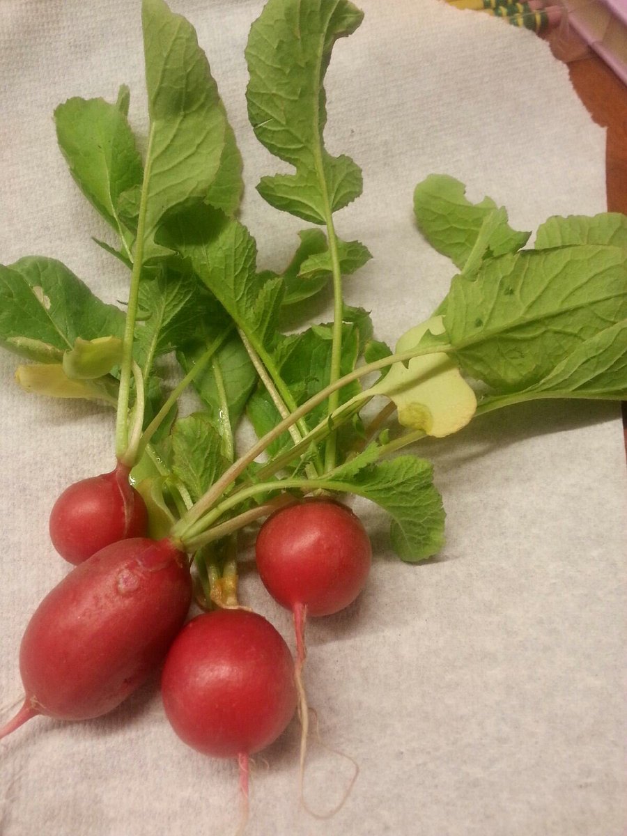 Our first harvest in our 4th grade garden made salad to feed 60 students today!