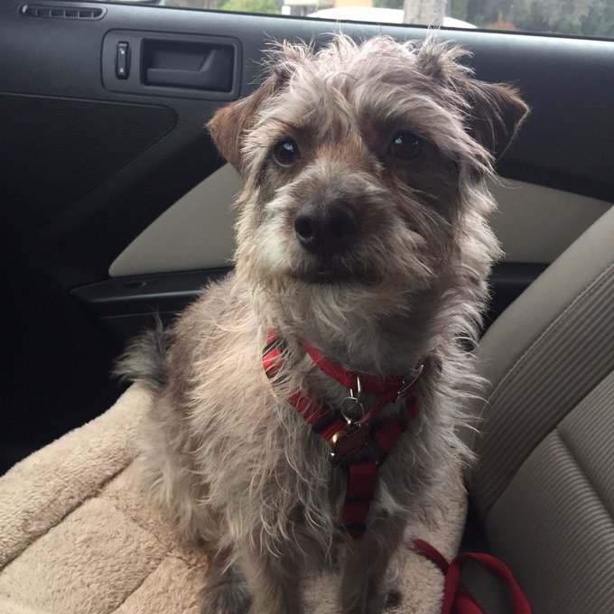 Sassy pants woke up from a nap and is now bossy af @bonoldman https://t.co/LxzInu115k<a href="/tag/mvsales"class="tags"><span>#mvsales</span></a>