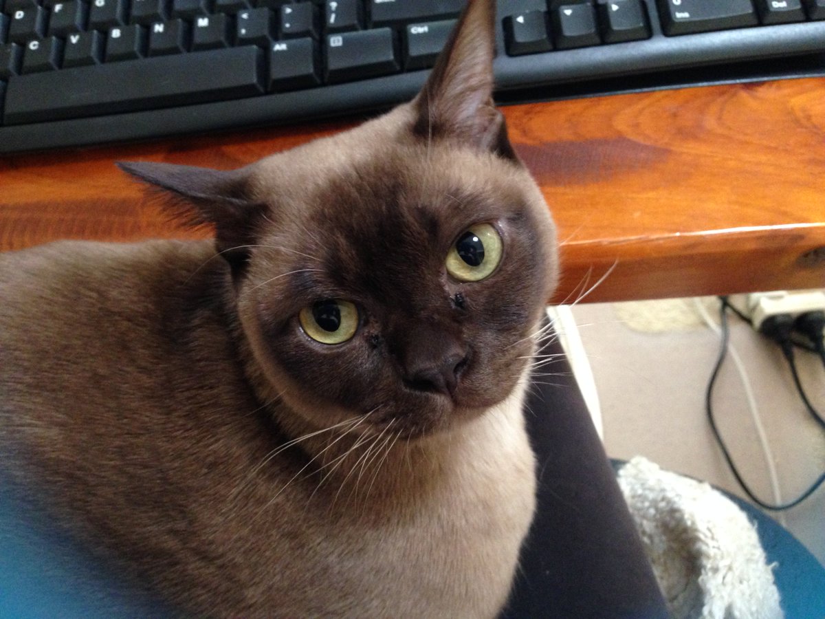 JoRoddTaylor's tweet image. My favourite Wednesday work buddy.  Tho he could wash his face before work!