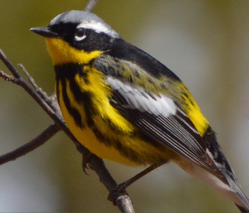 TCNOLE's tweet image. Happened upon this colorful guy during my walk this morning. #startingtoclick #adirondacks #wildlifephotography