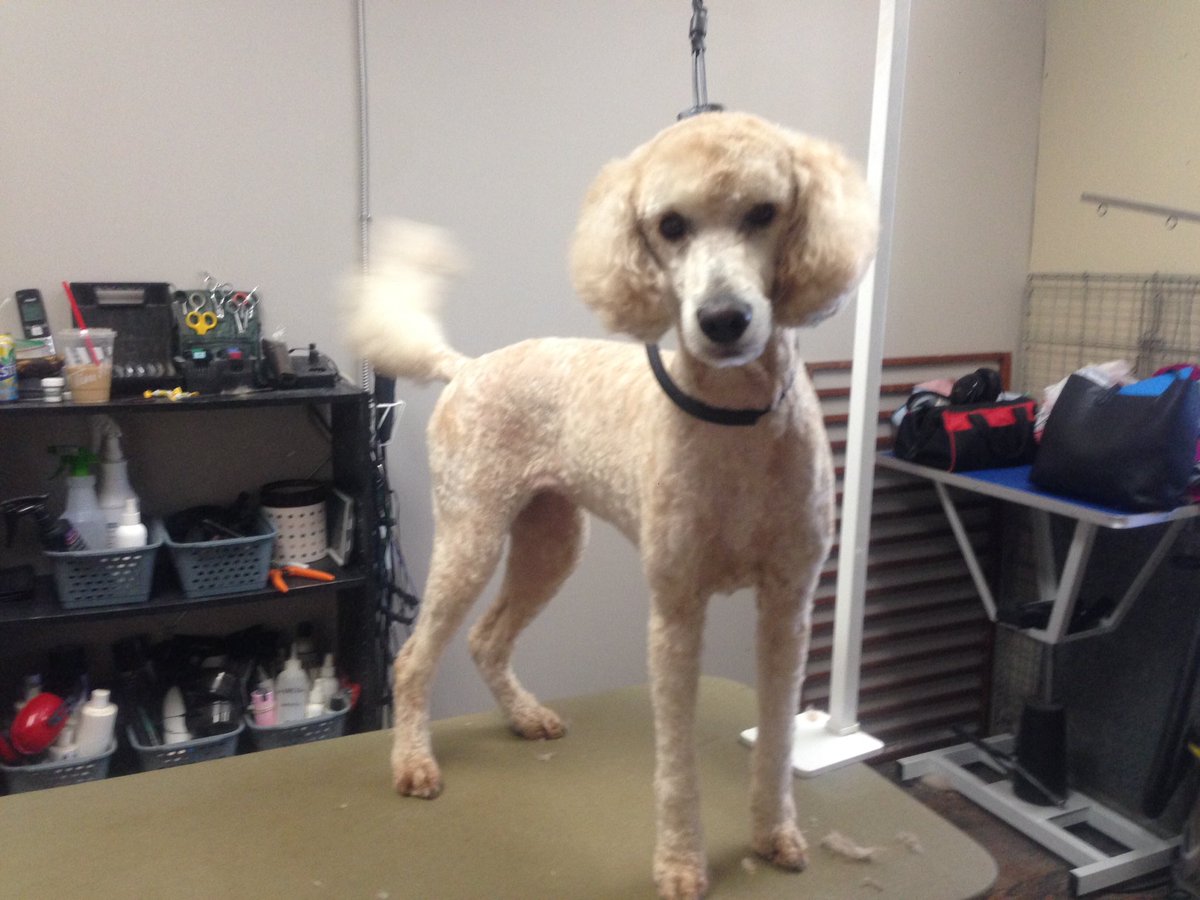 dog_spaw's tweet photo. Miss Zoe with her short summer clip #goldendoole #minidoodle #thedogspaw #Newmarket https://t.co/LZnKk8MKPW