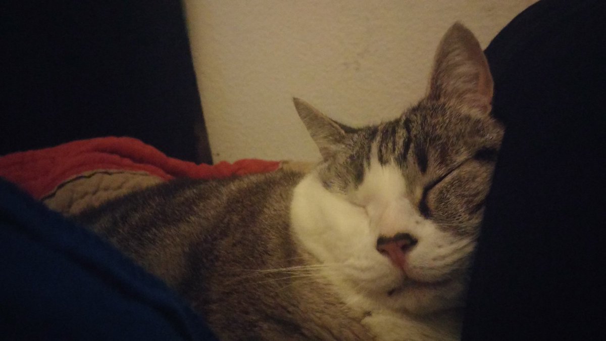 ikelskels's tweet photo. When you tired af 
#PetsLikeTheirOwners https://t.co/mGBs1JRzTz