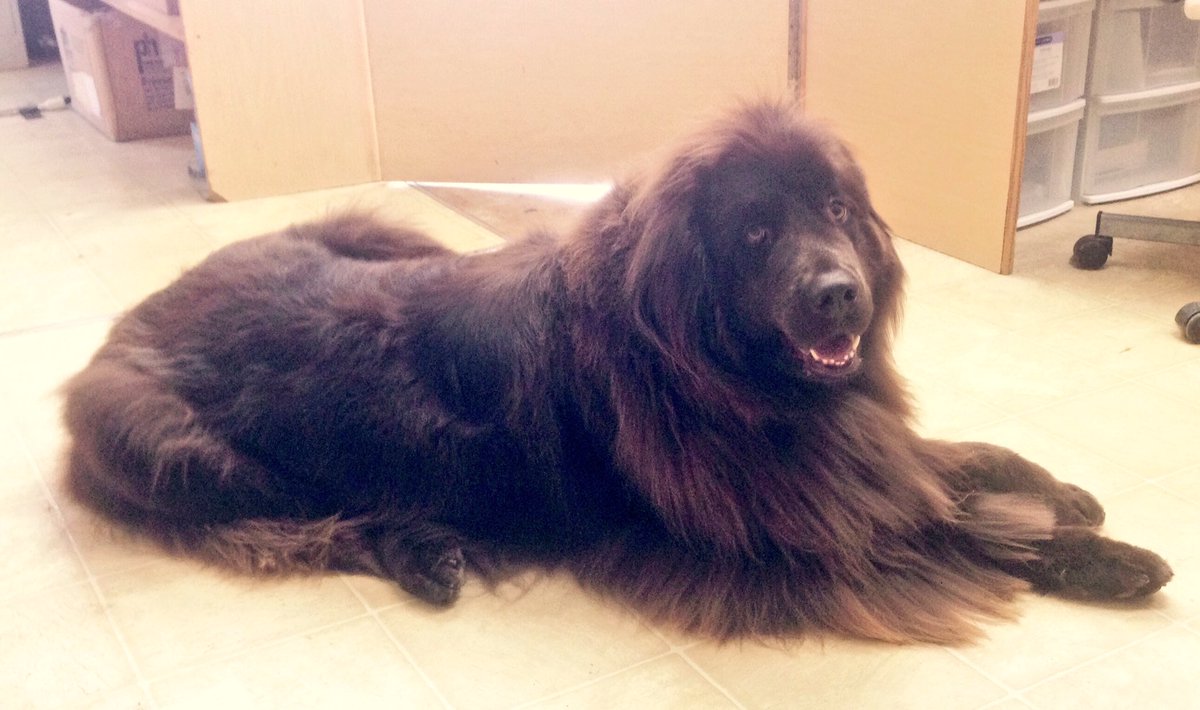 dog_spaw's tweet photo. Miss Mavis, after a long day of brushing. Such a beautiful girl! #thedogspaw #Newmarket #doggrooming https://t.co/bE6yQ85UDW