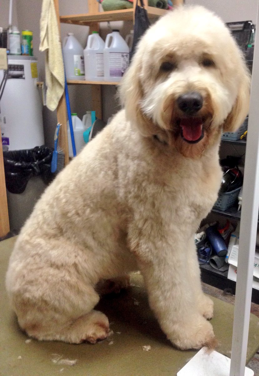 dog_spaw's tweet photo. Willie after a long day at the Spaw #goldendoodle #Newmarket #dogspaw #doodles https://t.co/U4I6Hz0Xg1