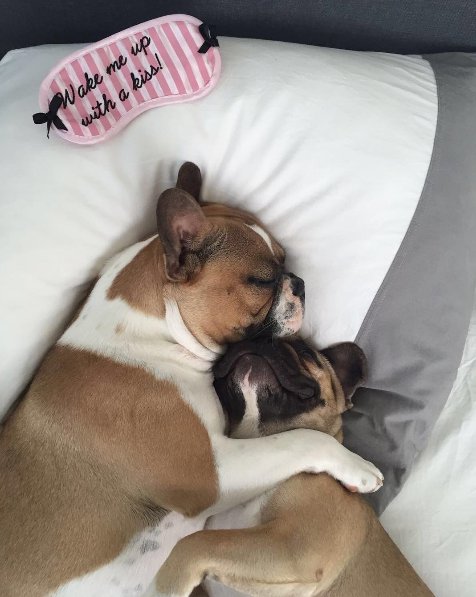 No words needed. We just want to stay in bed like these cuties!