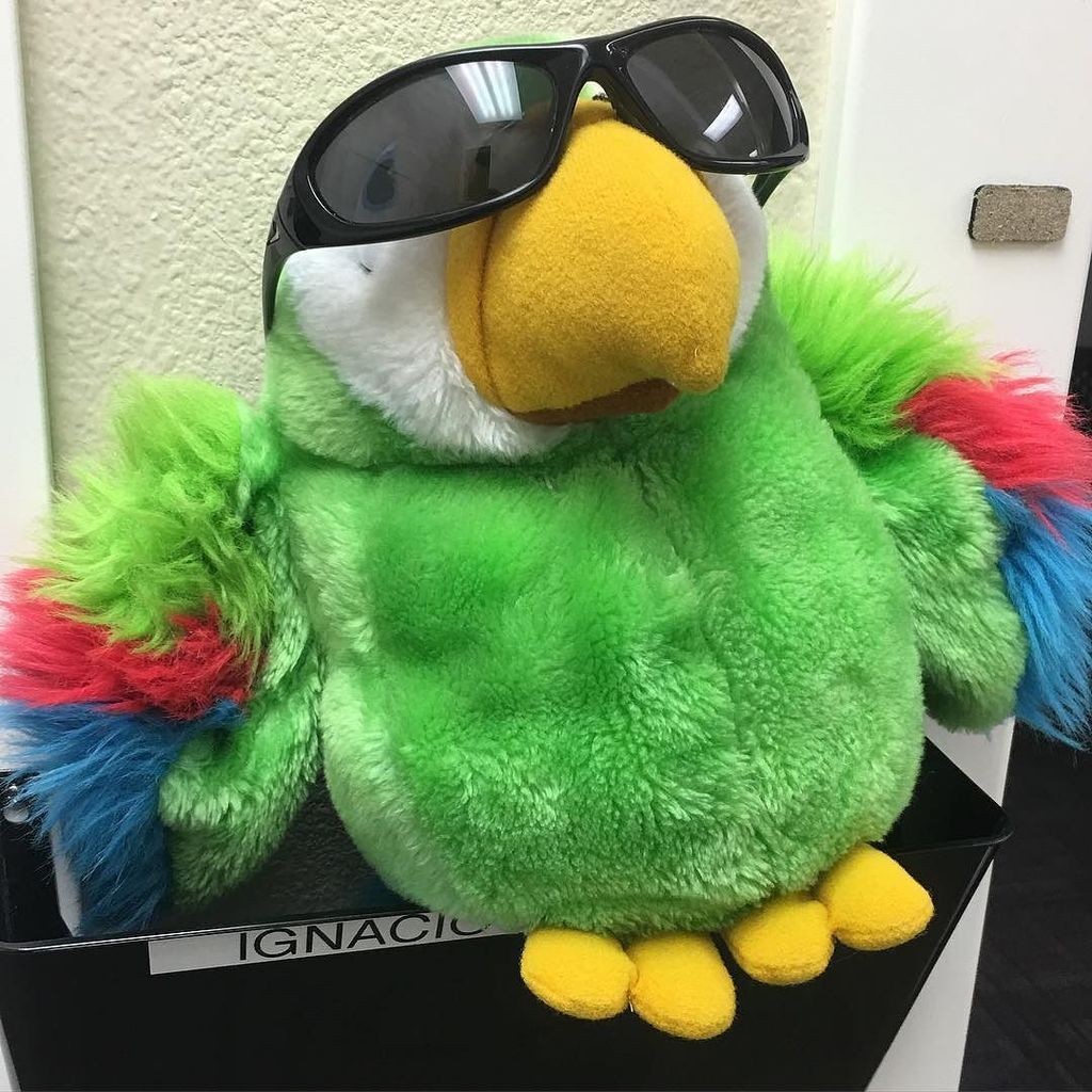 caradenopal's tweet photo. Petey the Passing Parrot is so over ur #LCSWexam https://t.co/t0KO8ui8UD